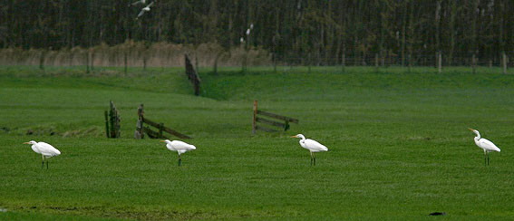 Grotezilverreigers061206A